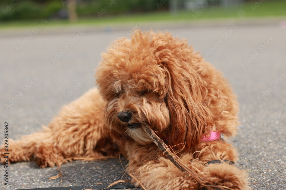 a cute caramel colored cavoodle breed puppy dog lying on the ground playing and chewing on a stick in a park a cute caramel colored cavoodle breed puppy dog lying on the ground playing and chewing on a stick in a park