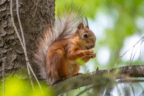 The squirrel with nut sits on a branches in the spring or summer