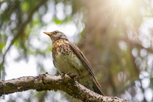 Fieldbird sits on a branch with a blurred background. photo