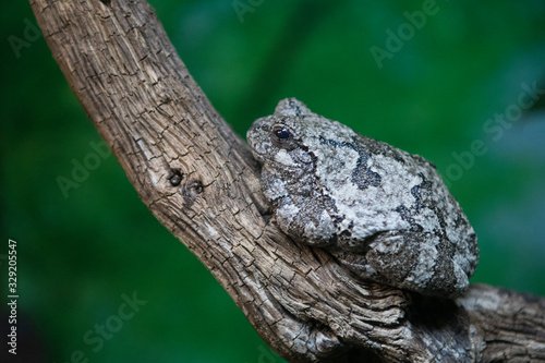 spring peeper (Pseudacris crucifer)