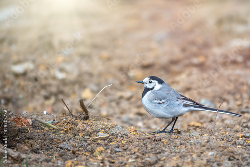 Wagtail sits on the ground with a beautiful blurred background.