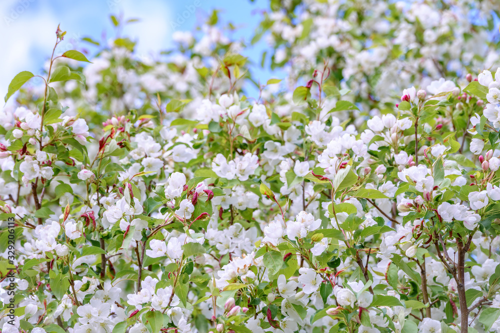 Fototapeta premium White blossoming apple trees. White apple tree flowers