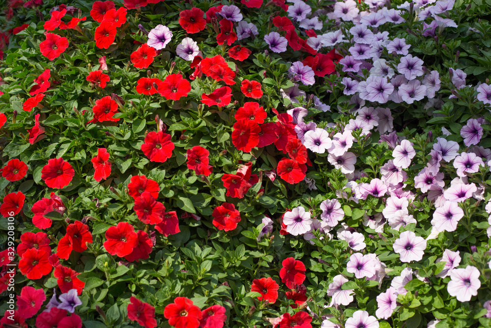 Petunia flower meadow, field, pattern, top view. Floral background of red and pink petunias flowers