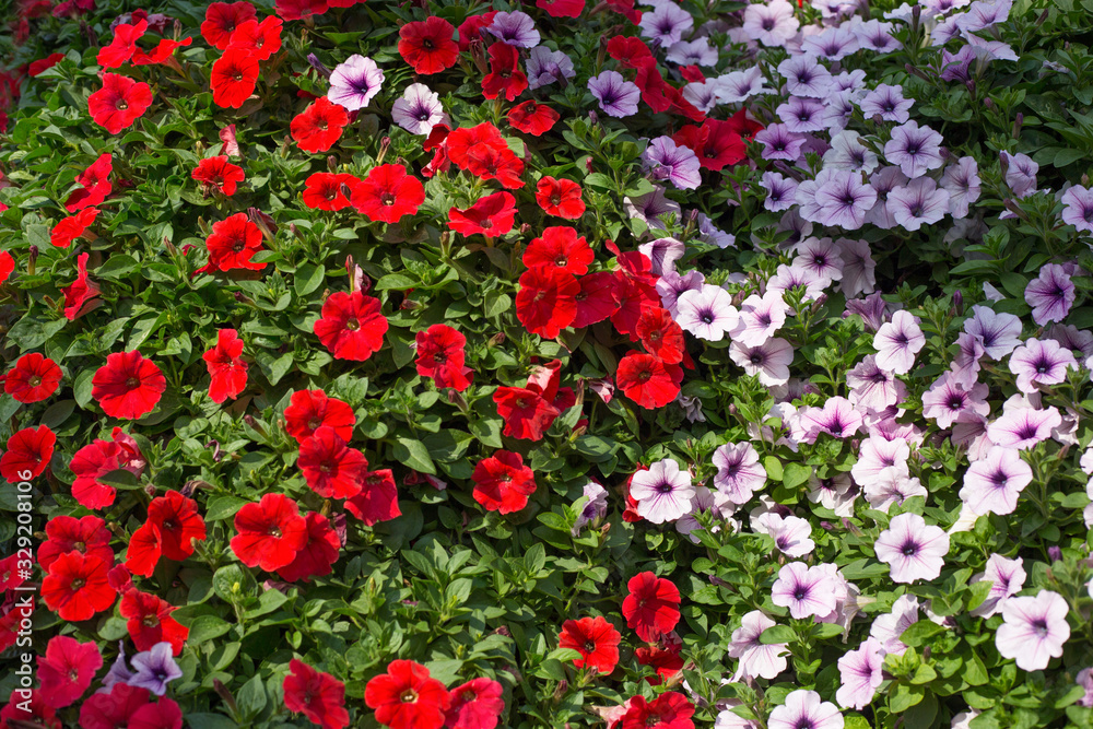 Petunia flower meadow, field, pattern, top view. Floral background of red and pink petunias flowers Petunia flower meadow, field, pattern, top view. Floral background of red and pink petunias flowers