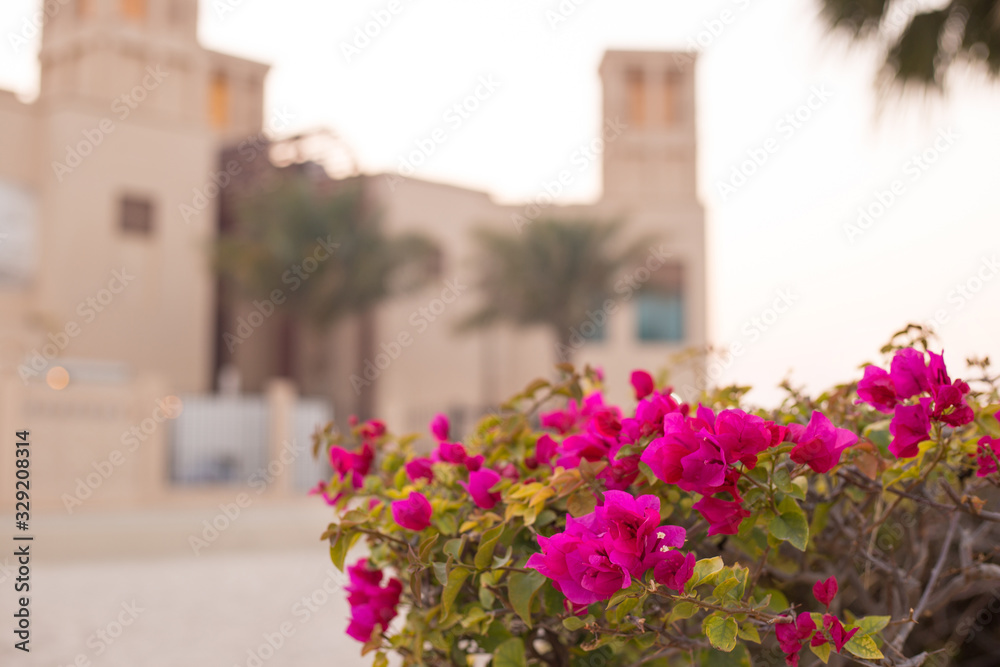 Bush of pink bougainvillea in the rays of the setting sun on a background of a Mediterranean stone house