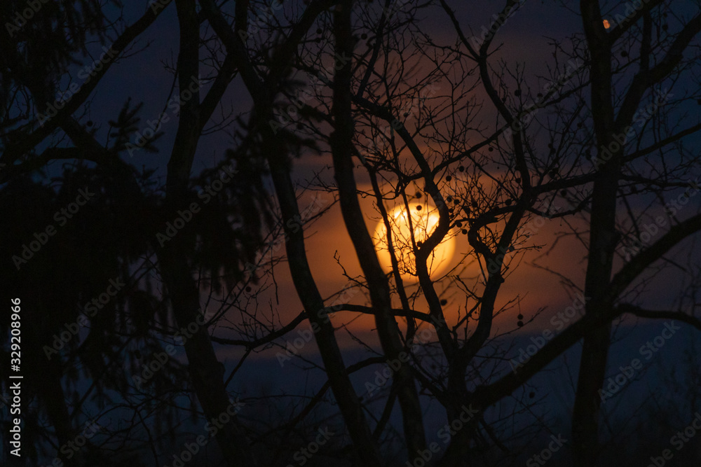 Full Moon in blurred background with Trees & branches in the Front in Silhouette Full Moon in blurred background with Trees & branches in the Front in Silhouette