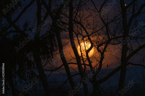 Full Moon in blurred background with Trees & branches in the Front in Silhouette