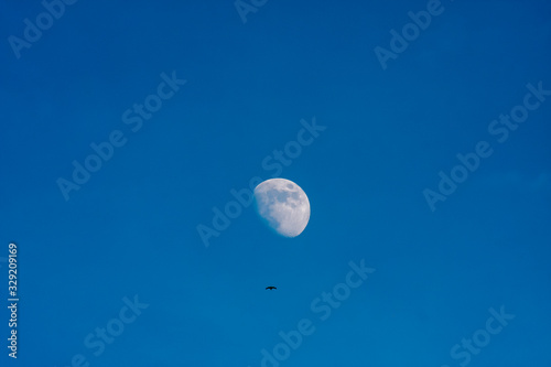 Luna llena ave fondo cielo azul detalle cráteres