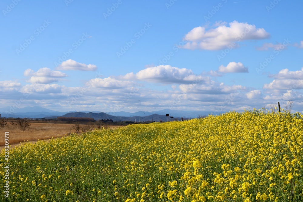 春の渡良瀬　そら　菜の花　風景　杤木