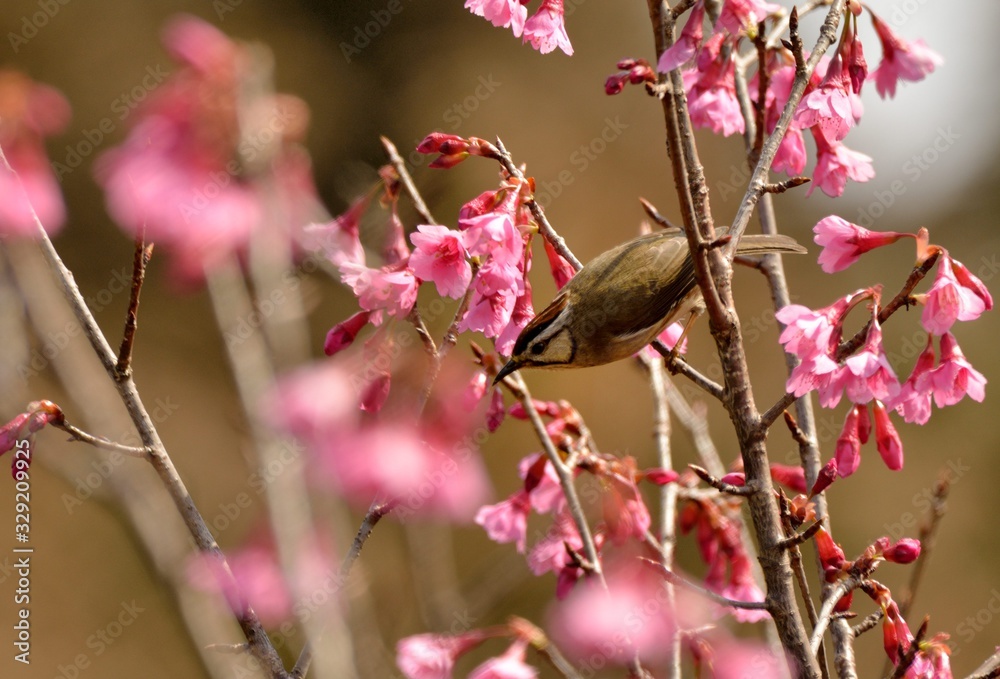 Crowned thrush bird (Yuhina brunneiceps) is endemic to Taiwan Crowned thrush bird (Yuhina brunneiceps) is endemic to Taiwan