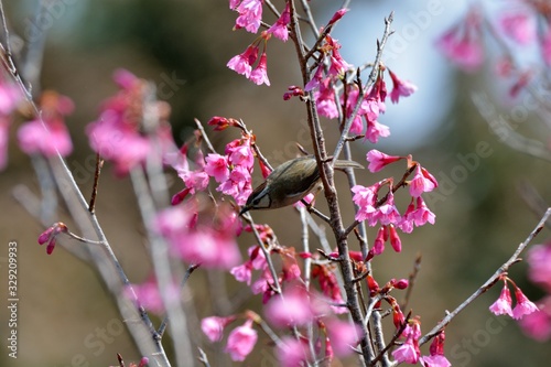 Crowned thrush bird (Yuhina brunneiceps) is endemic to Taiwan photo