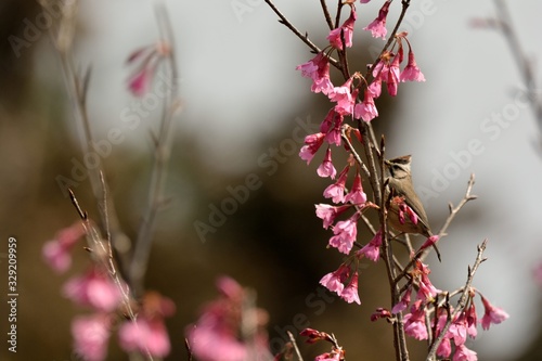 Crowned thrush bird (Yuhina brunneiceps) is endemic to Taiwan photo