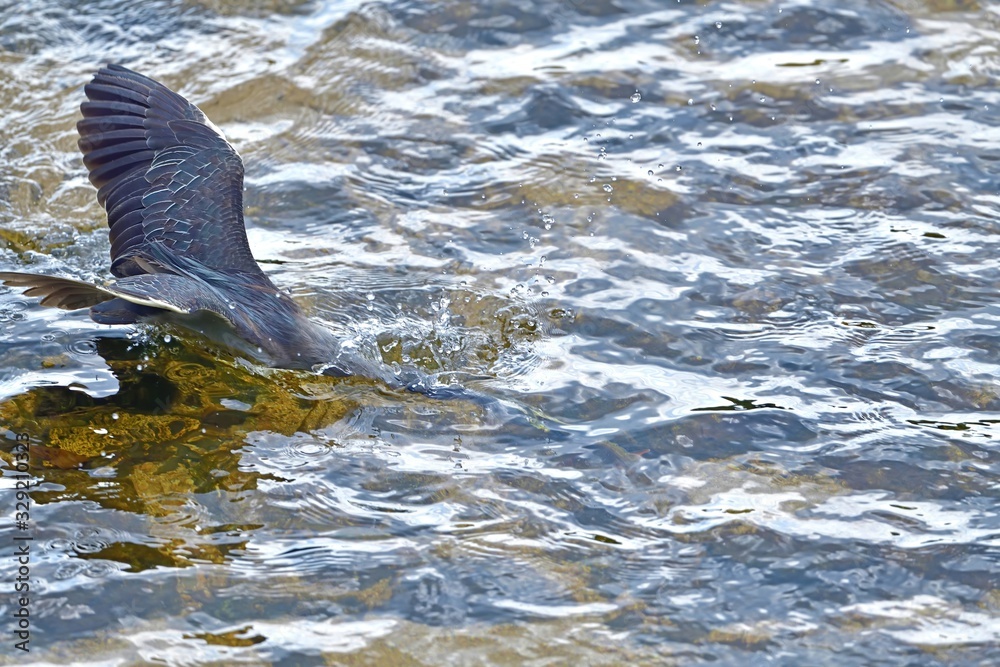 Naklejka premium 清流でオイカワをゲットした瞬間のササゴイ