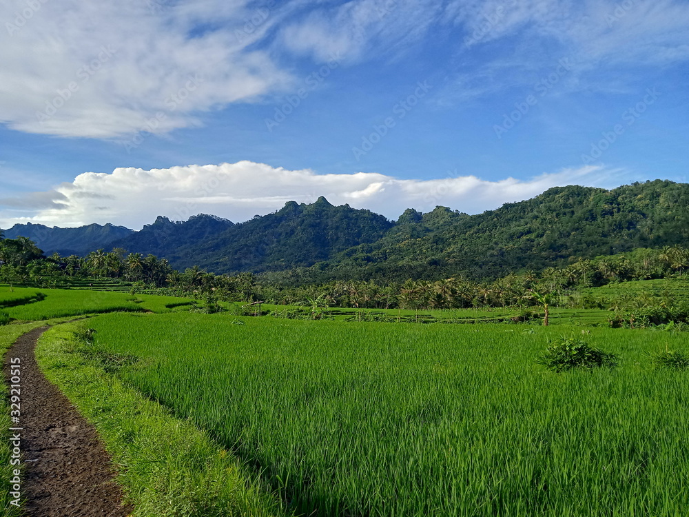 natural scenery and rice fields