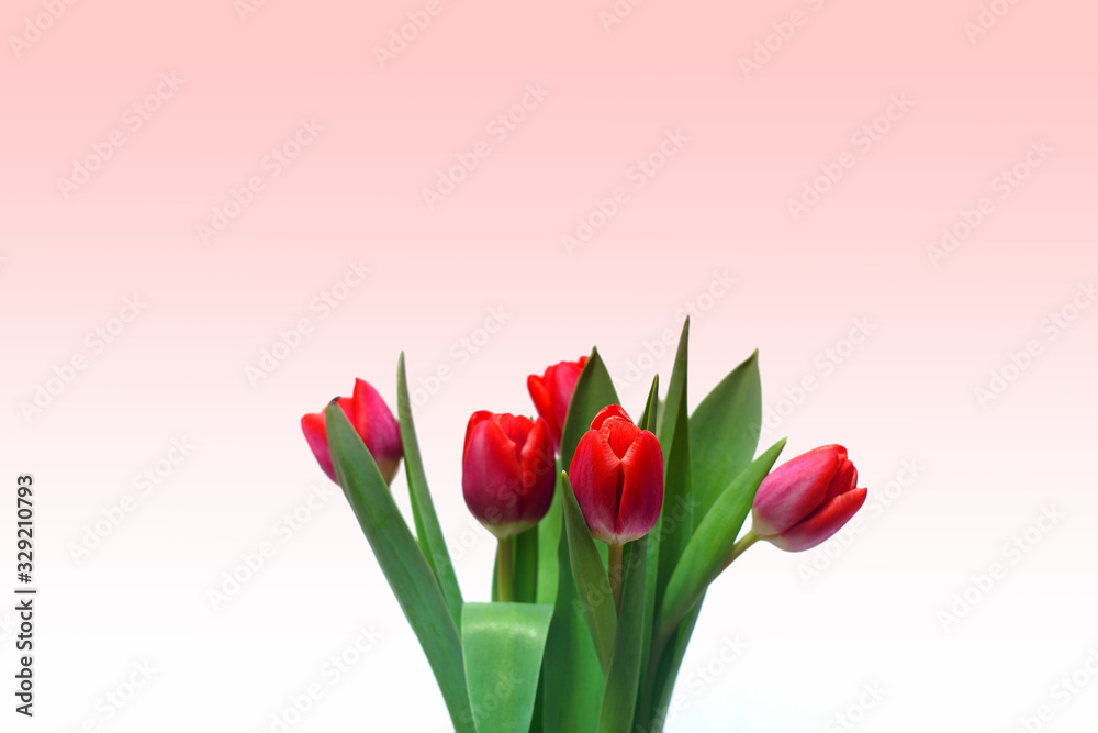 Fresh blooming tulips Fresh blooming tulips