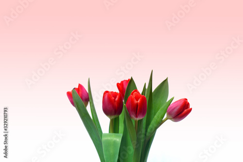 Fototapeta Naklejka Na Ścianę i Meble -  Fresh blooming tulips