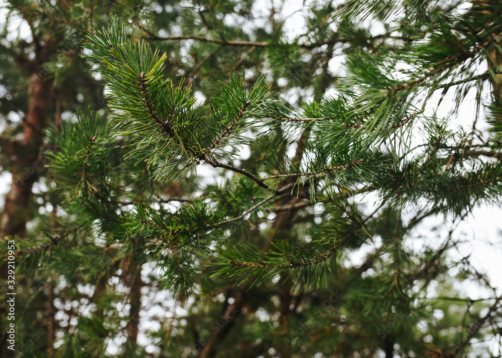 Fototapeta premium Close up photo of fir tree in the forest Spruce branch Photo template with blurred background