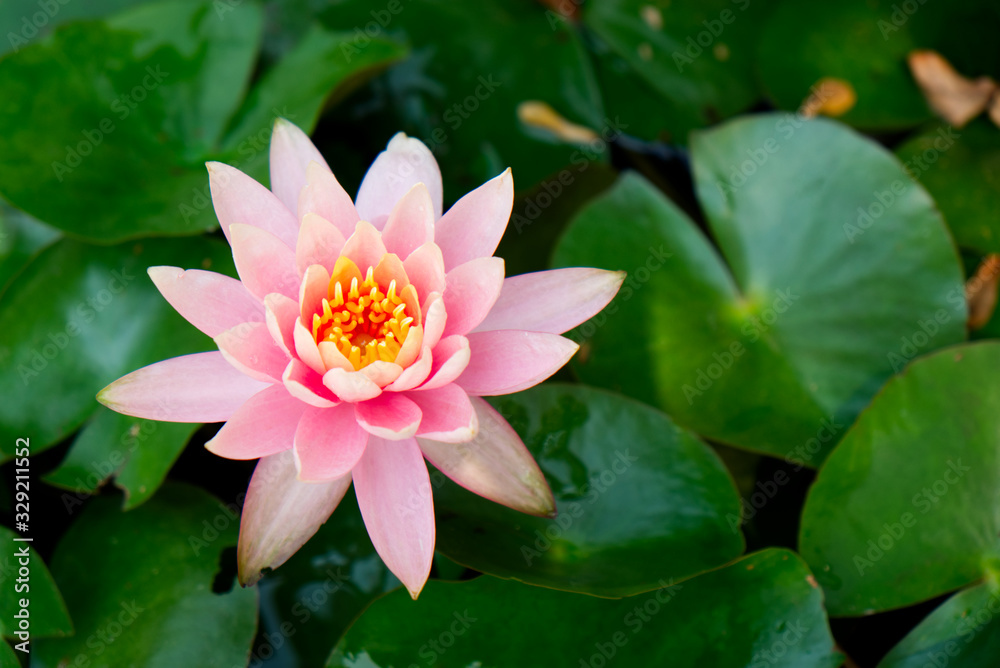 Beautiful Lotus Flower in the Pond in the Outdoor Morning. Beautiful Lotus Flower in the Pond in the Outdoor Morning.