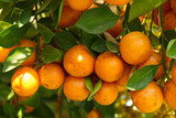 Real Orange in the Orange Plantation Farm in the Morning, Natural Ripe Organic Fruits.