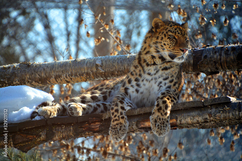 Принти на полотні Amur leopard is a leopard subspecies native to the Primorye region of southeastern Russia and the Jilin Province of northeast China