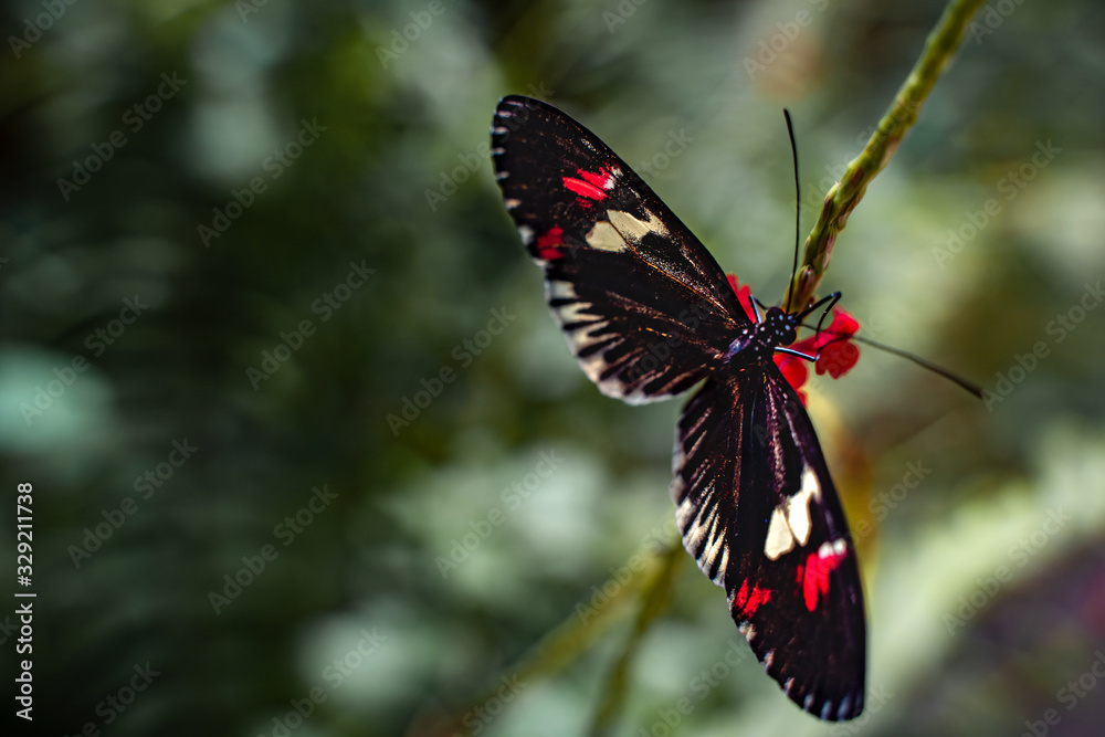 Butterfly in nature with flowers Butterfly in nature with flowers