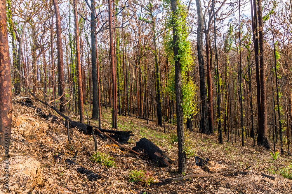 Regeneration - New life in the bush after the fires Regeneration - New life in the bush after the fires