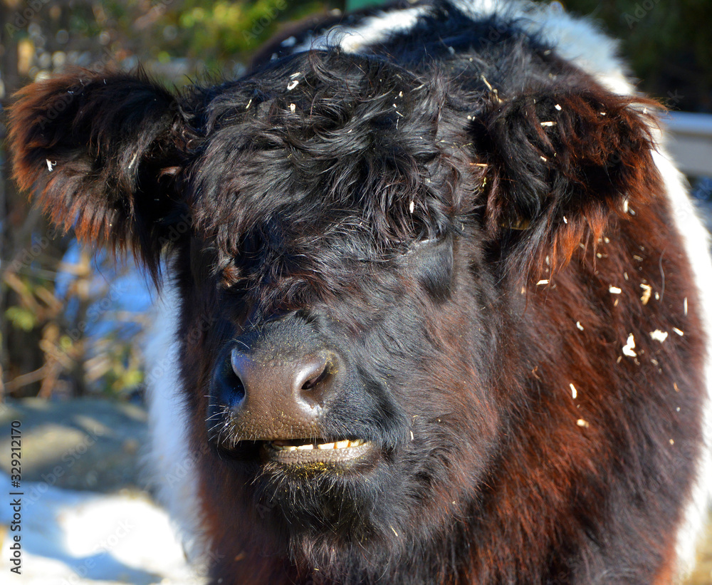 Φωτογραφία The Belted Galloway is a heritage beef breed of cattle originating from Galloway in South West Scotland, adapted to living on the poor upland pastures and windswept moorlands of the region