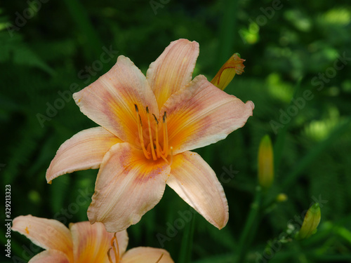 Orange day lily with green background © Amy Wilkins
