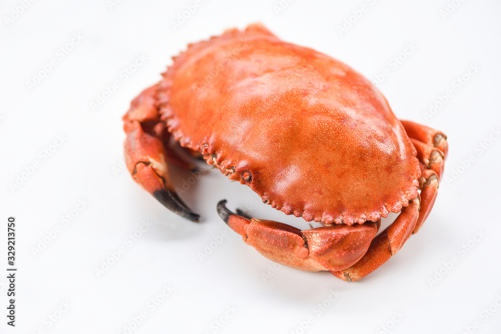 Crab isolated on white background fresh seafood stone crab / Crab isolated on white background fresh seafood stone crab /