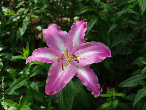 Pink day lily with a green background