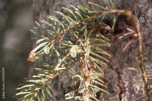 Sap On Tree  Whitemud Park  Edmonton  Alberta