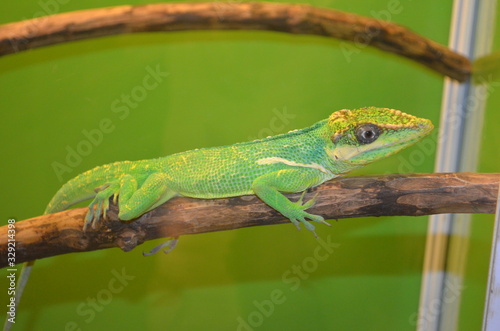 green lizard on a brown branch on a green background