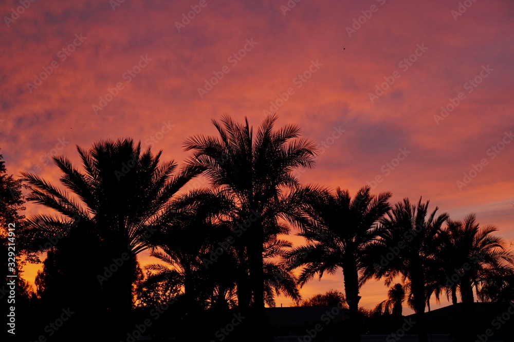 A silhouette of a palm treee at sunset.