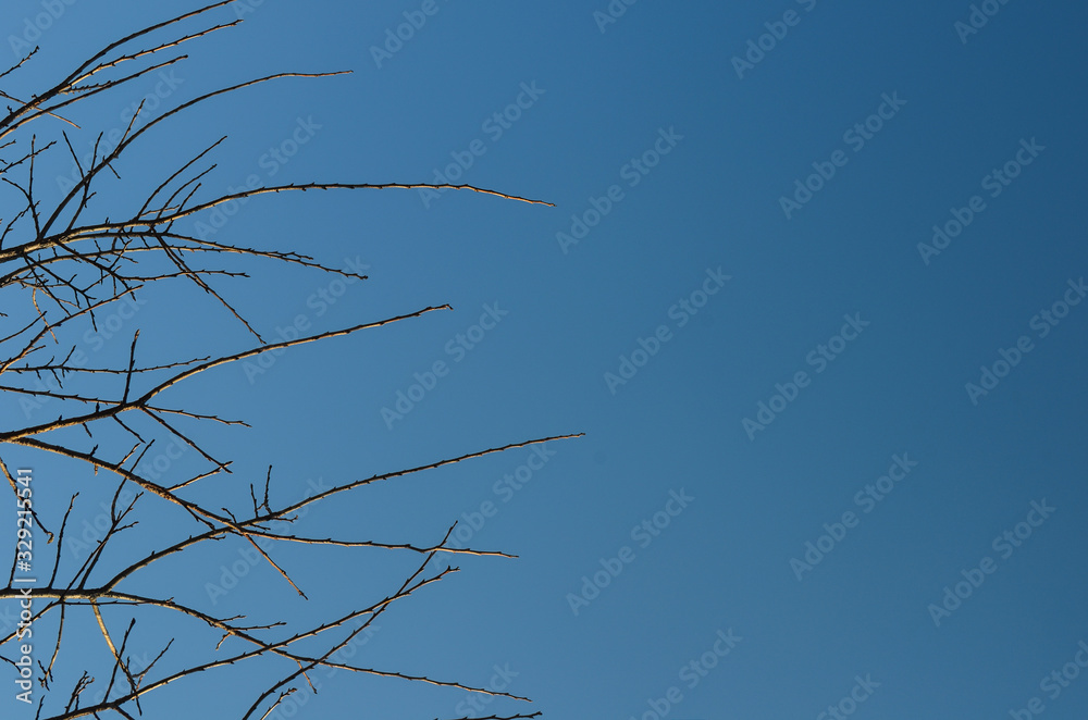 Obraz premium texture or background of a tree branch on a blue background