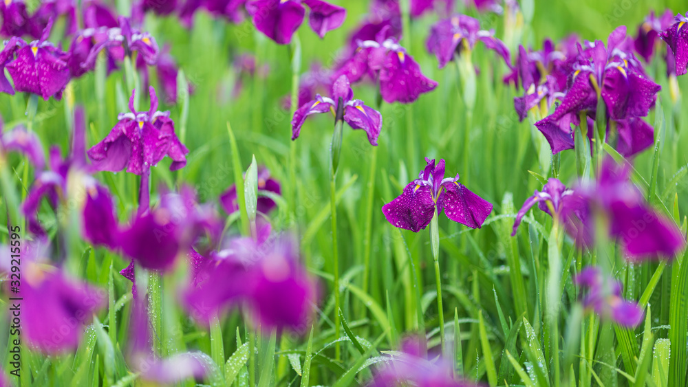 紫色の花菖蒲の花畑 紫色の花菖蒲の花畑