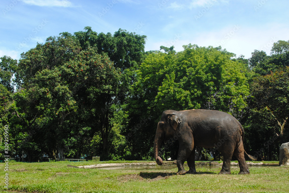 the  elephant walking in the zoo area