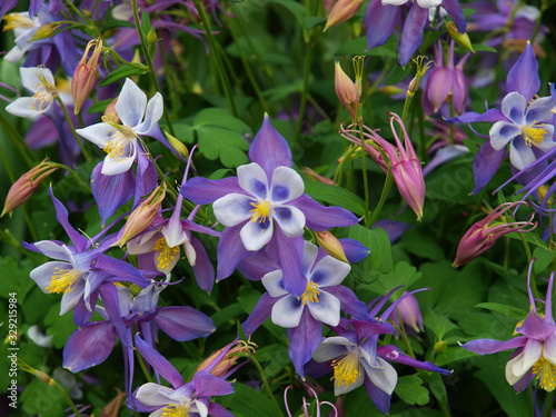 Columbine flowers of various colors with a green background