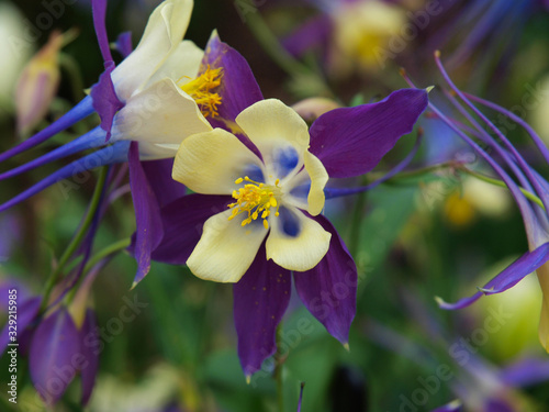 Columbine flowers of various colors with a green background