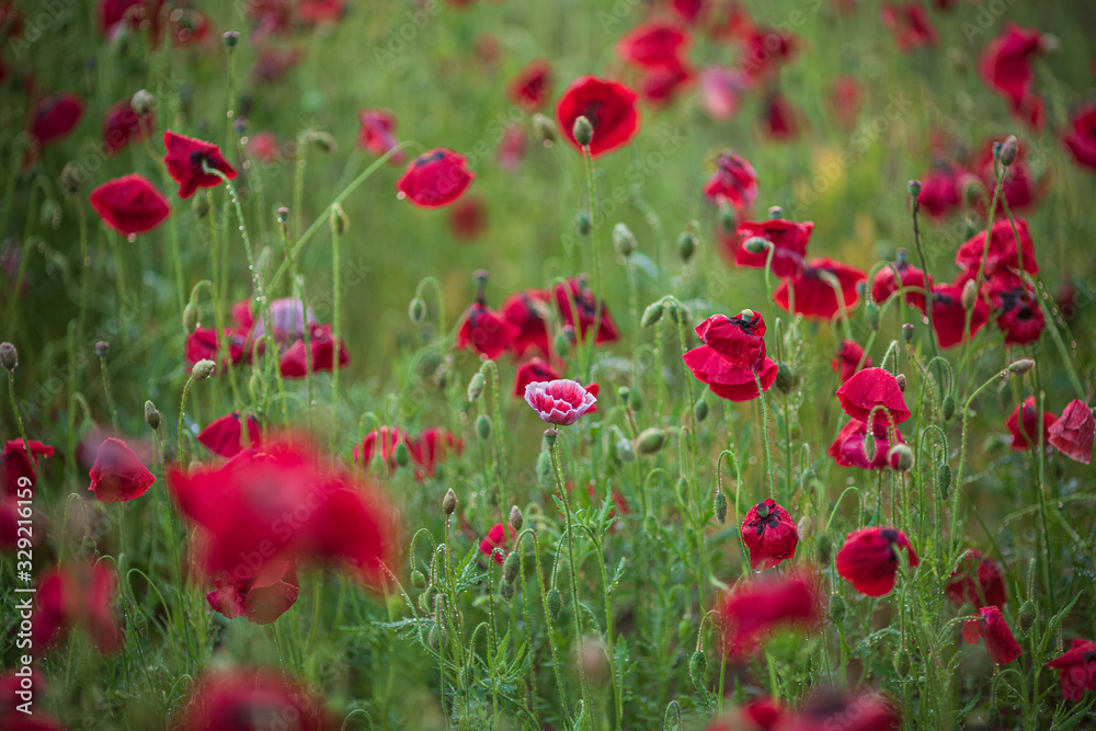 Fototapeta premium ヒナゲシの花畑