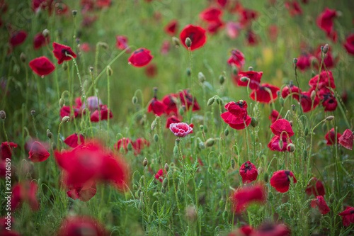 ヒナゲシの花畑