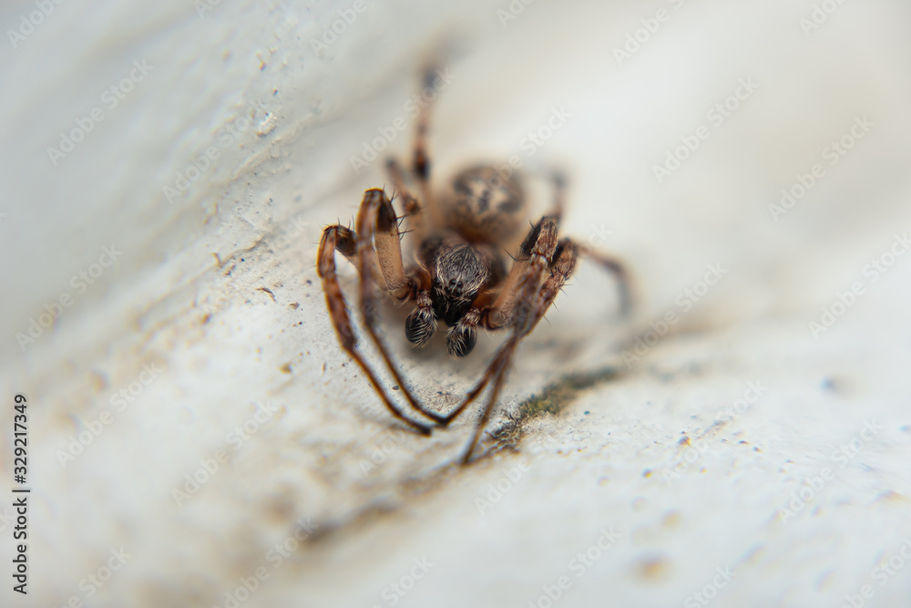 Macro 8 Macro 8