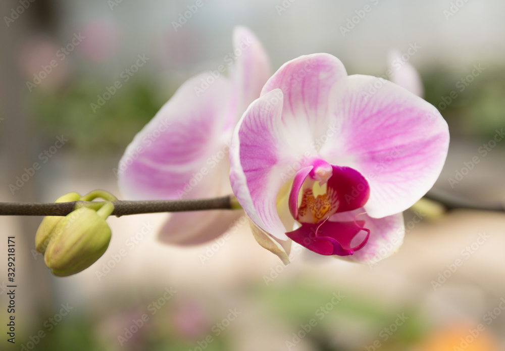 Obraz premium pink orchid on green background