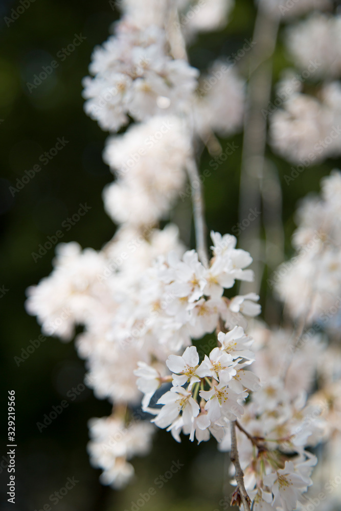 しだれ桜 しだれ桜