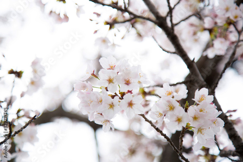 日本の桜