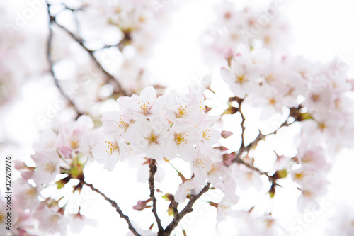 日本の桜 © kumiko