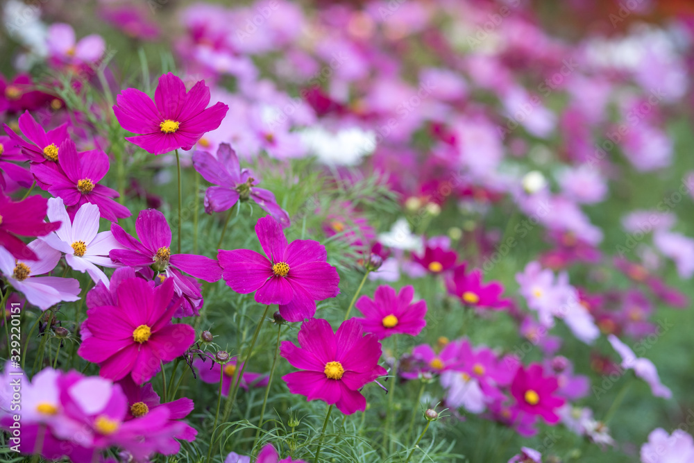 Cosmos flowers field in the morning