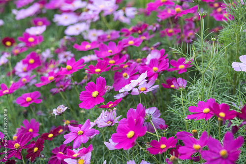 Cosmos flowers field in the morning