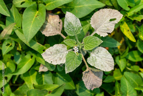 Powdery mildew, a garden fungus disease, on green leaves photo