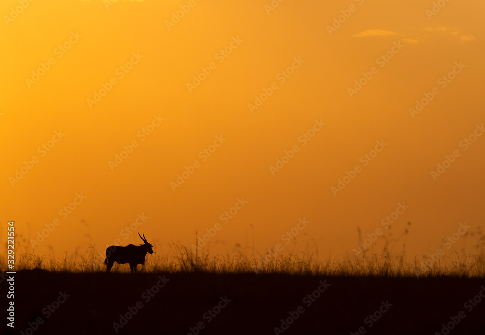 Silhouette of Eland  on the backdrop of colourful sky at Masai Mara, Africa, Kenya