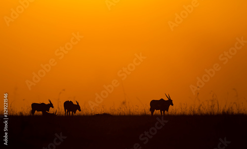 Silhouette of Eland  on the backdrop of colourful sky at Masai Mara, Africa, Kenya © amit